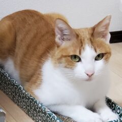 我が家のお猫様