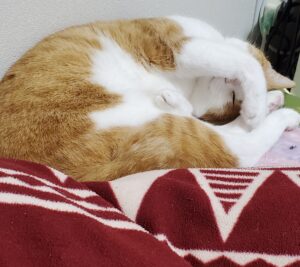 茶白アンモニャイト